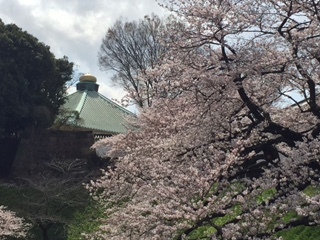 Cherry blossoms in Ningyocho and Kudanshita